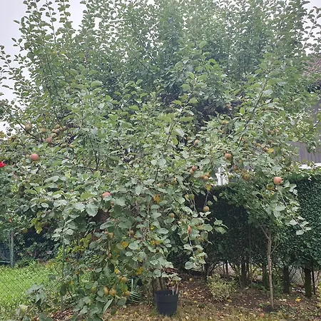 Appartamento Ruhige 80 M2 Duplexwohnung Mit Garten, 2 Baedern Und Parkplatz Nahe Innenstadt
